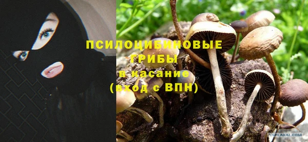 шишки Аркадак
